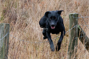 Gundog Images by Betty Fold Gallery